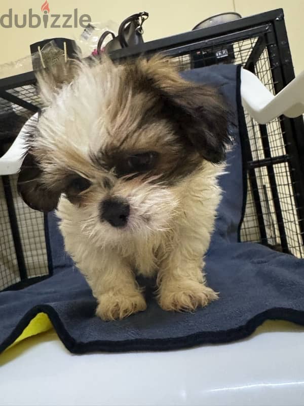 Shihtzu Salalah Only 11