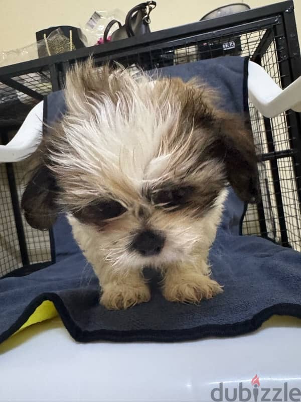 Shihtzu Salalah Only 15