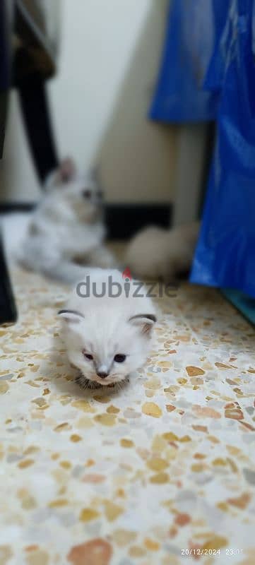 kittens For sale 0