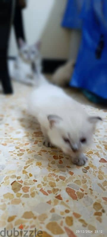 kittens For sale 1