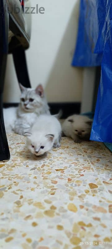 kittens For sale 2