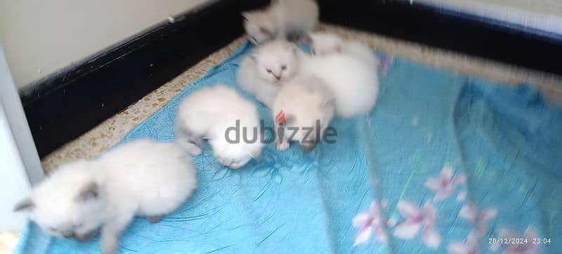 kittens For sale 5