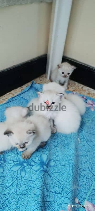 kittens For sale 6