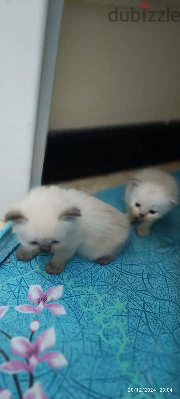 kittens For sale 7