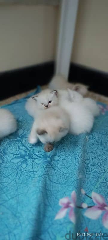 kittens For sale 8