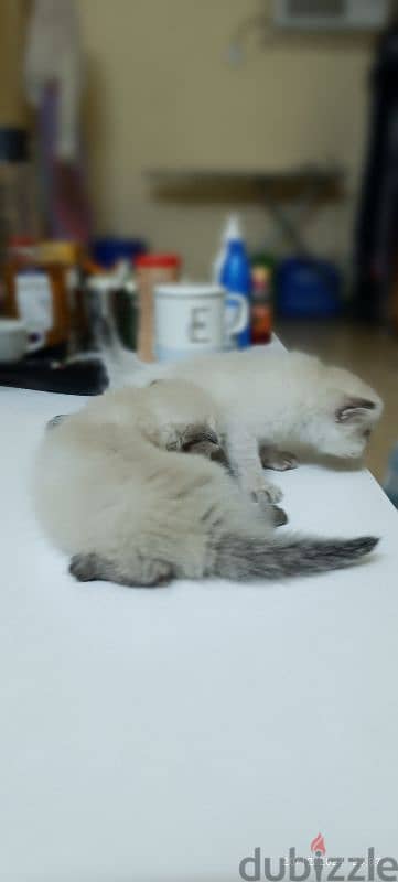 kittens For sale 9