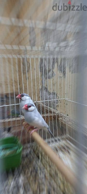 Silver java for sell pair Ready to breed  سيلفر جاوا للبيع 0