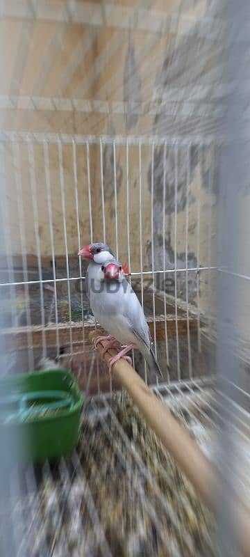 Silver java for sell pair Ready to breed  سيلفر جاوا للبيع 1