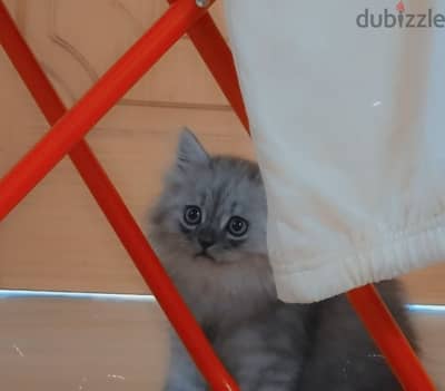 Persian cat male for sell