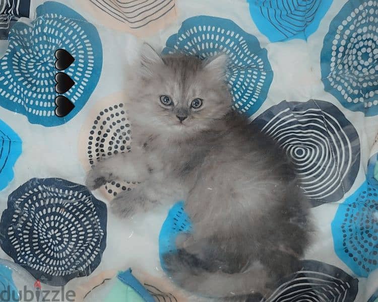 Persian cat male for sell 1