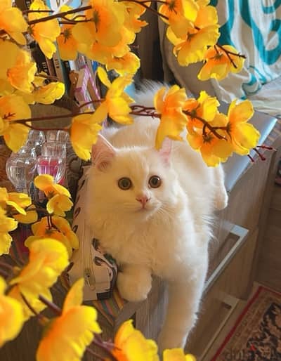 Persian 4 month old