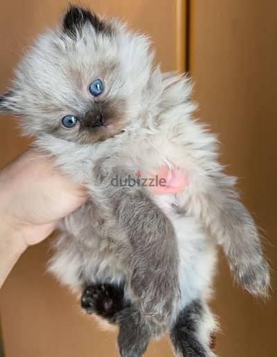 Himalayan Kitten