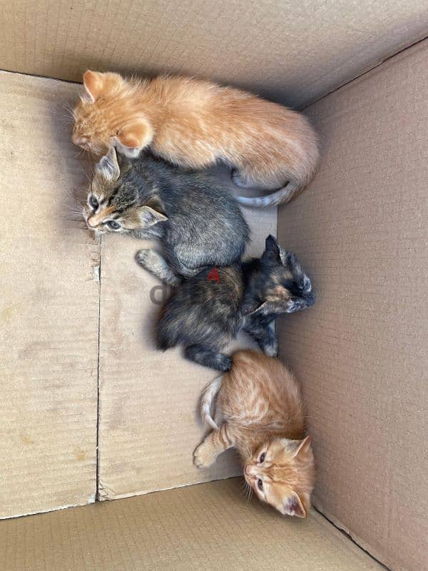 stray kittens for Adoption 7