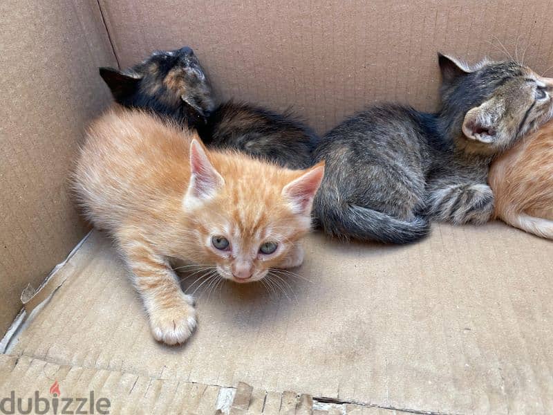 stray kittens for Adoption 8