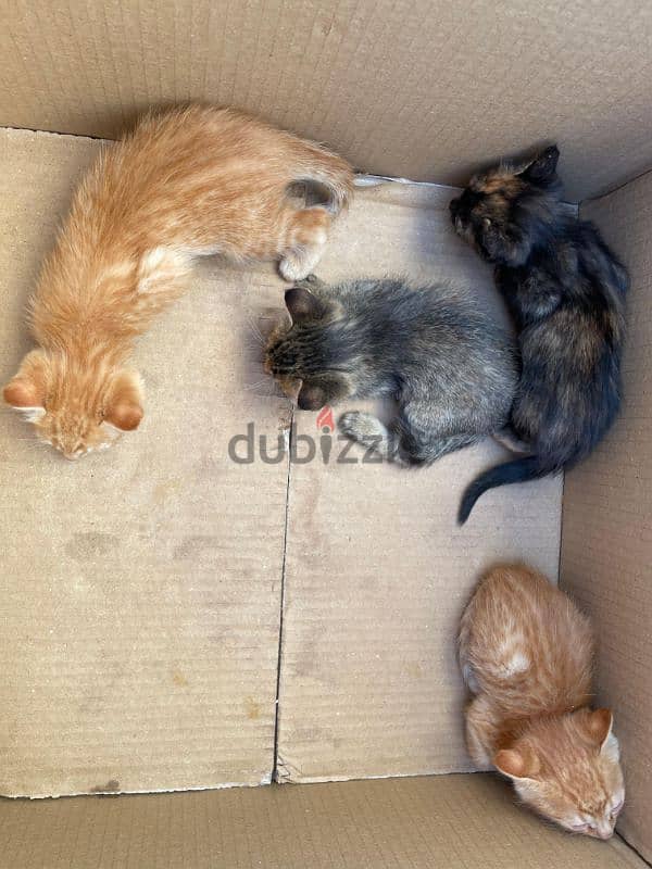 stray kittens for Adoption 10