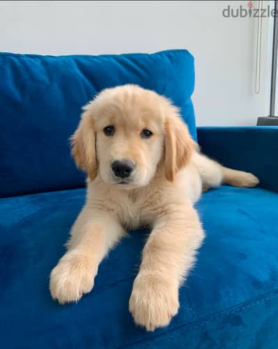 Golden retriever for sale . WhatsApp  +1 (908) 768‑4279