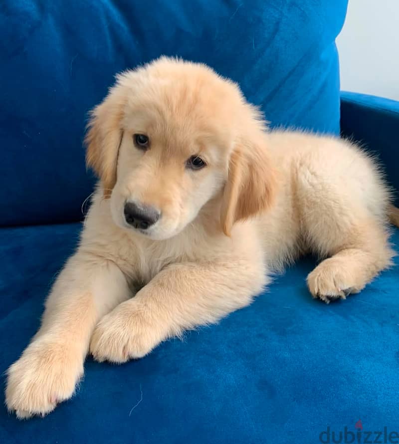 Golden retriever for sale . WhatsApp  +1 (908) 768‑4279 1