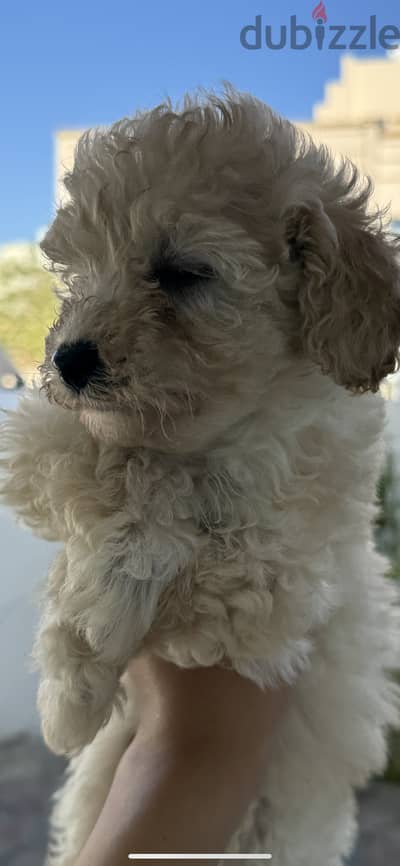 Toy Poodle