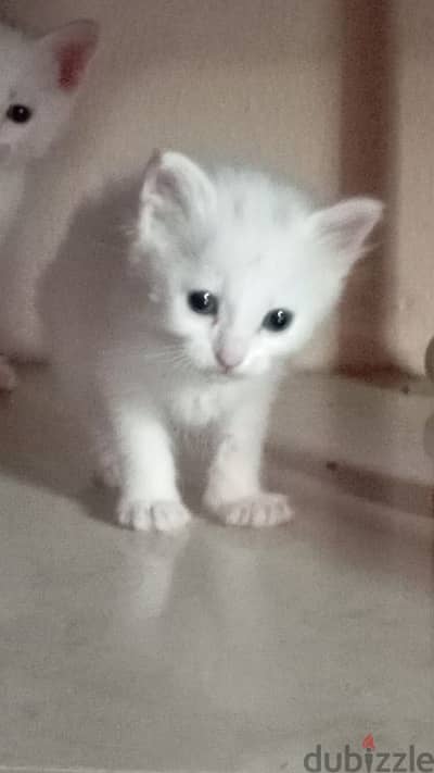 1 month kitten