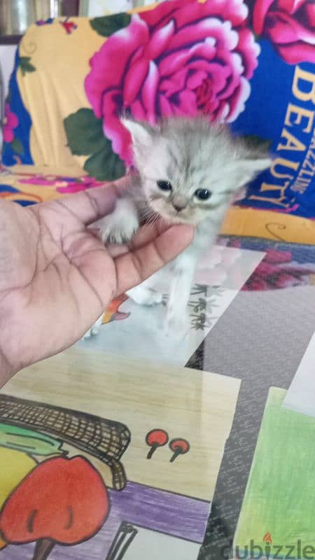 1 month kitten 3