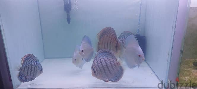 9 pc Discus Fish