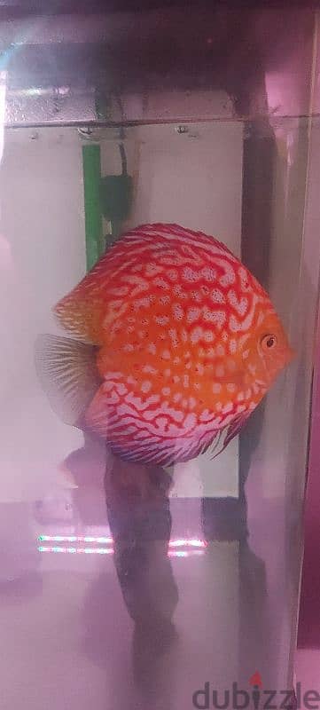 9 pc Discus Fish 1