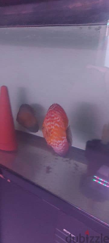 9 pc Discus Fish 2