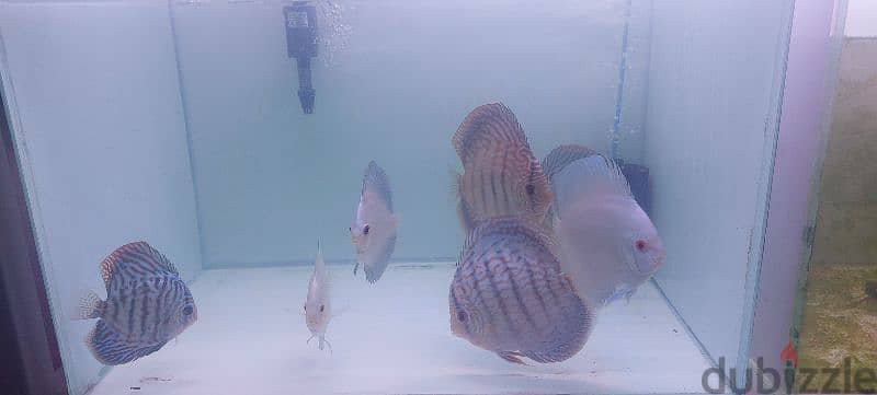 9 pc Discus Fish 3