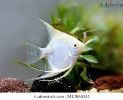 white angel fish