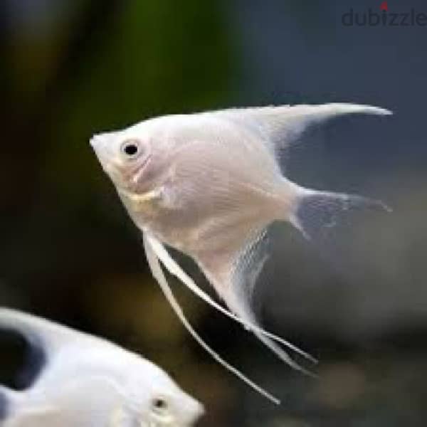 white angel fish 1