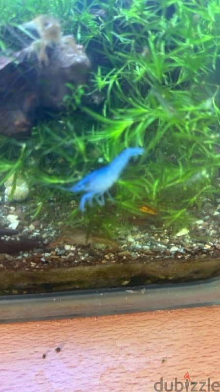 cray fish medium size babies 0