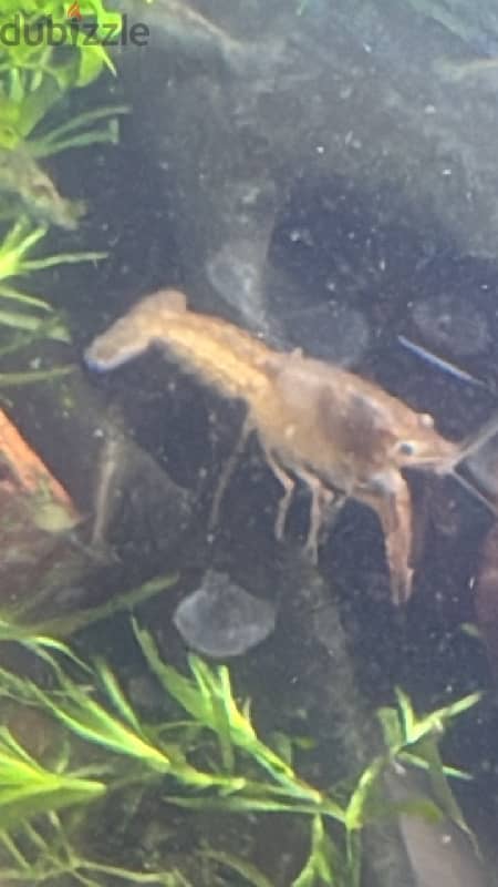 cray fish medium size babies 1