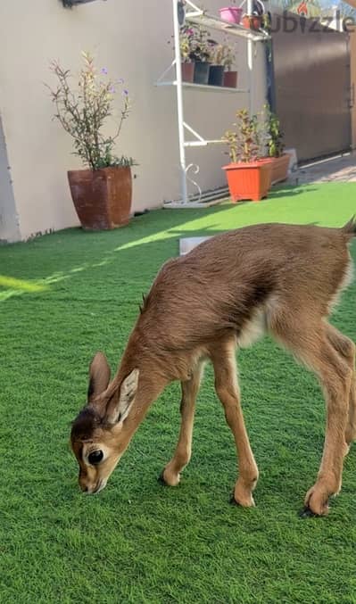 غزال ديماني للبيع gazelle for sale