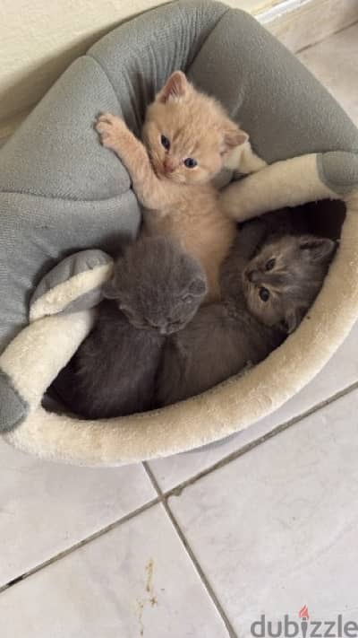 BRITISH SHORTHAIR KITTEN