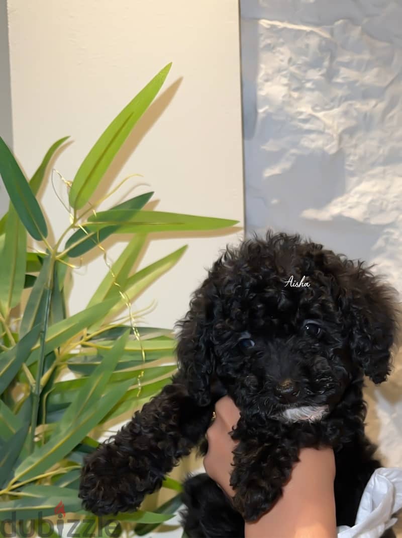 Toy poodle 1