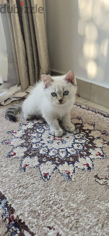 Beautiful Turkish Angora Kittens