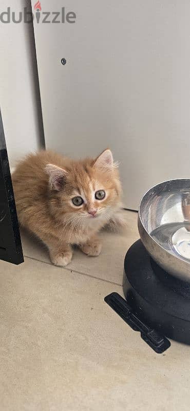 Beautiful Turkish Angora Kittens 1