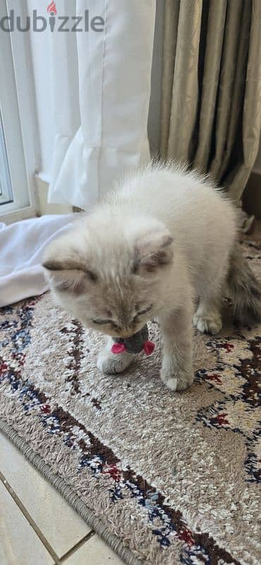 Beautiful Turkish Angora Kittens 2