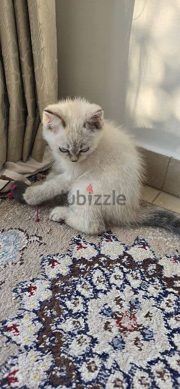 Beautiful Turkish Angora Kittens 4