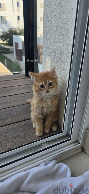 Beautiful Turkish Angora Kittens 5