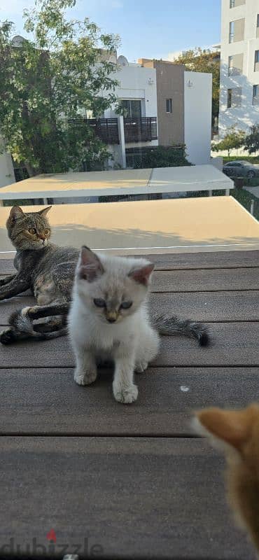 Beautiful Turkish Angora Kittens 6