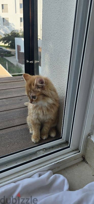 Beautiful Turkish Angora Kittens 7