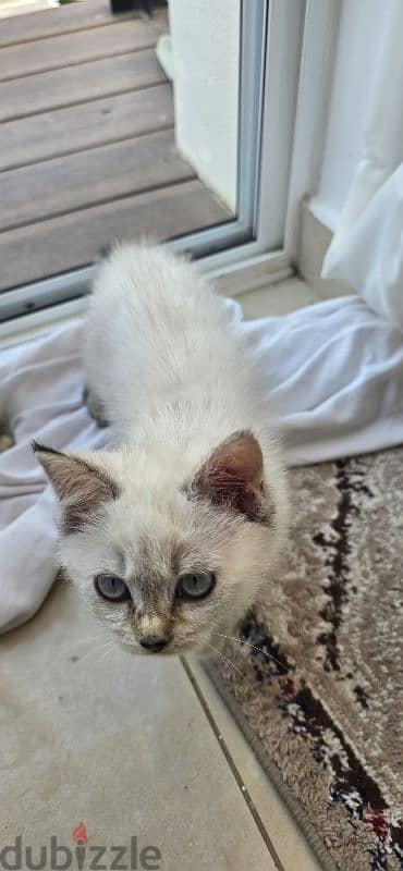 Beautiful Turkish Angora Kittens 8