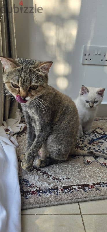 Beautiful Turkish Angora Kittens 9