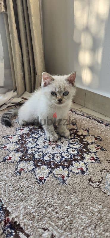 Beautiful Turkish Angora Kittens 11