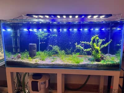 Large aquariums for sale