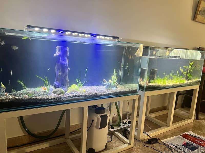 Large aquariums for sale 1