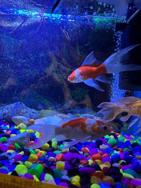 1 butterfly koi and 2 long fin goldfish 1