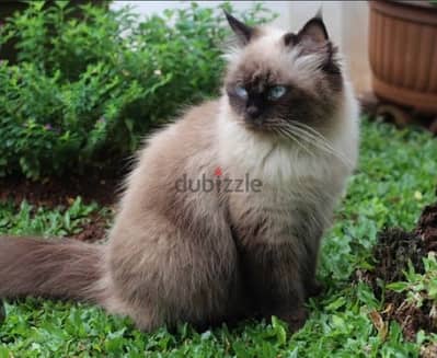 Himalayan Male Cat