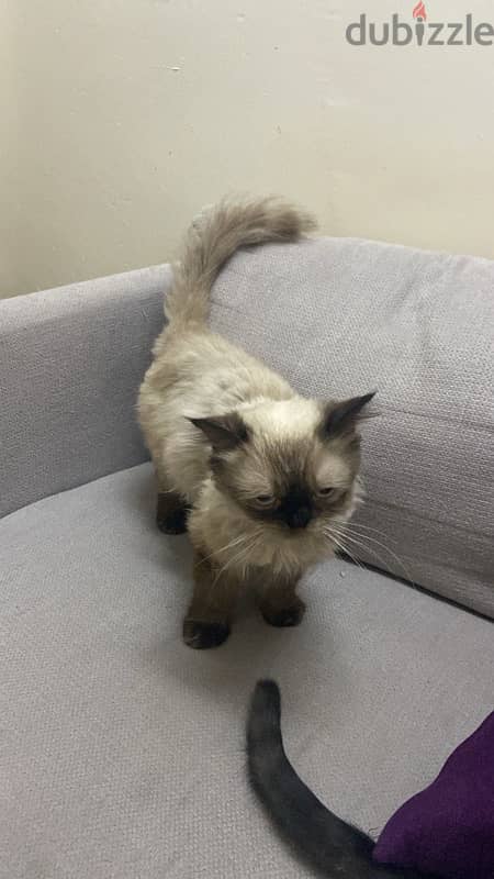 Himalayan Male Cat 1